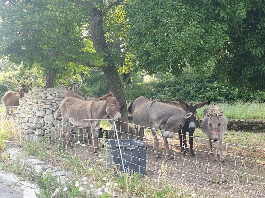 La Castellane, Vue Imprenable Sur Le Luberon Villa Saignon Eksteriør billede